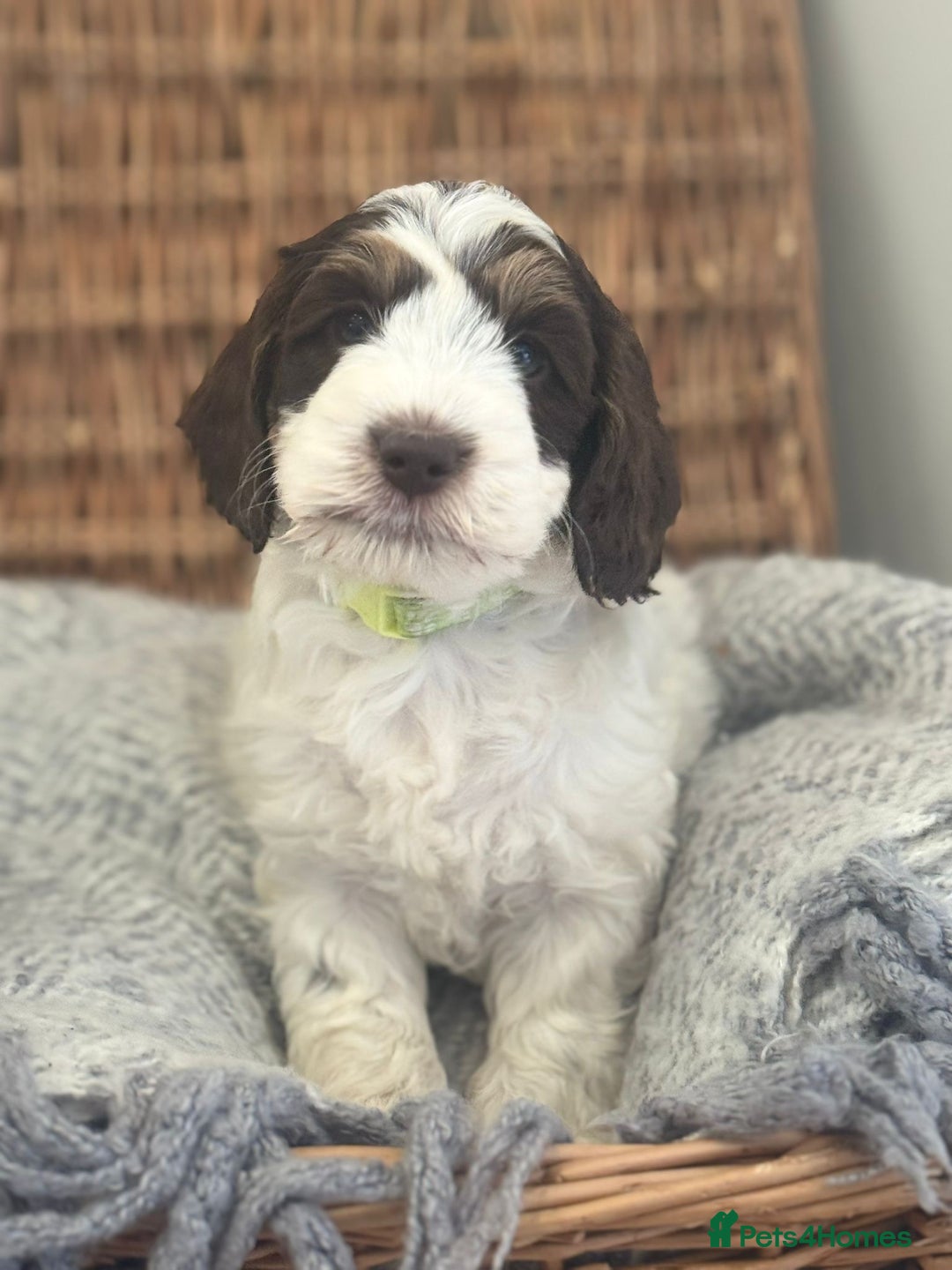 Cockapoo dogs for sale: Amazing fully health tested cockapoos - Image 7