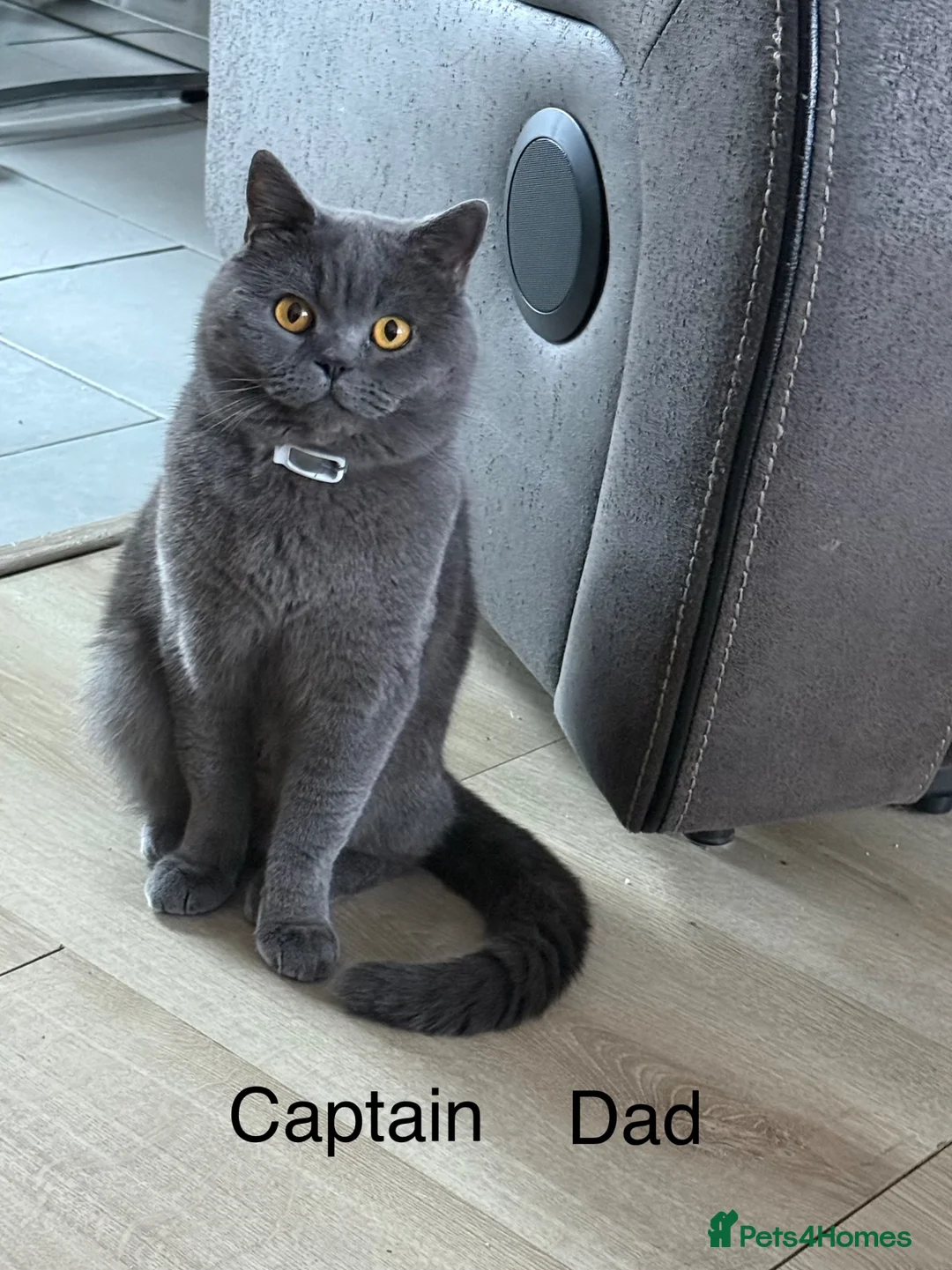 British Shorthair cats for sale: British shorthair kittens available  in Liverpool - Advert 17
