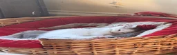 Mixed Breed cats for sale: White and tabby hugely friendly kittens for sale - Advert 9
