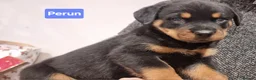 Rottweiler dogs for sale: ONLY 1 BOY LEFT Champion Bloodline KC Rottweilers - Advert 18