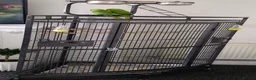 Parrots birds for sale: Indian Ringneck parrots in Keighley - Advert 1