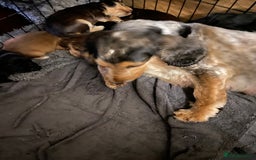Cocker Spaniel dogs for sale: Show type cocker spaniels - Image 9