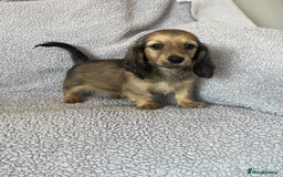 Miniature Dachshund dogs for sale: My last little man longhaired miniature dachshund in Houghton le Spring - Image 5