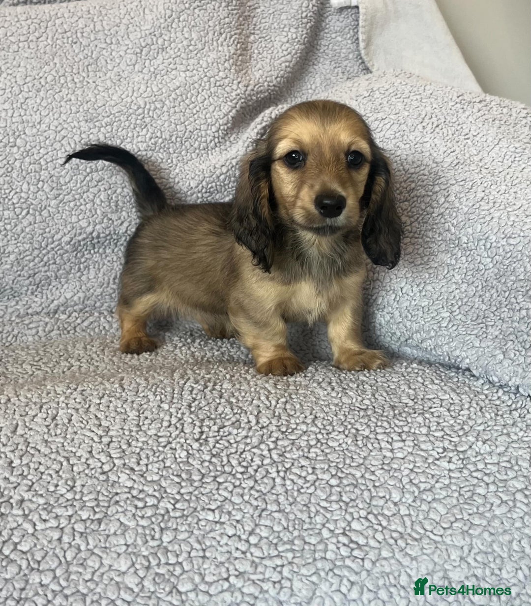 Miniature Dachshund dogs for sale: My last little man longhaired miniature dachshund in Houghton le Spring - Image 5