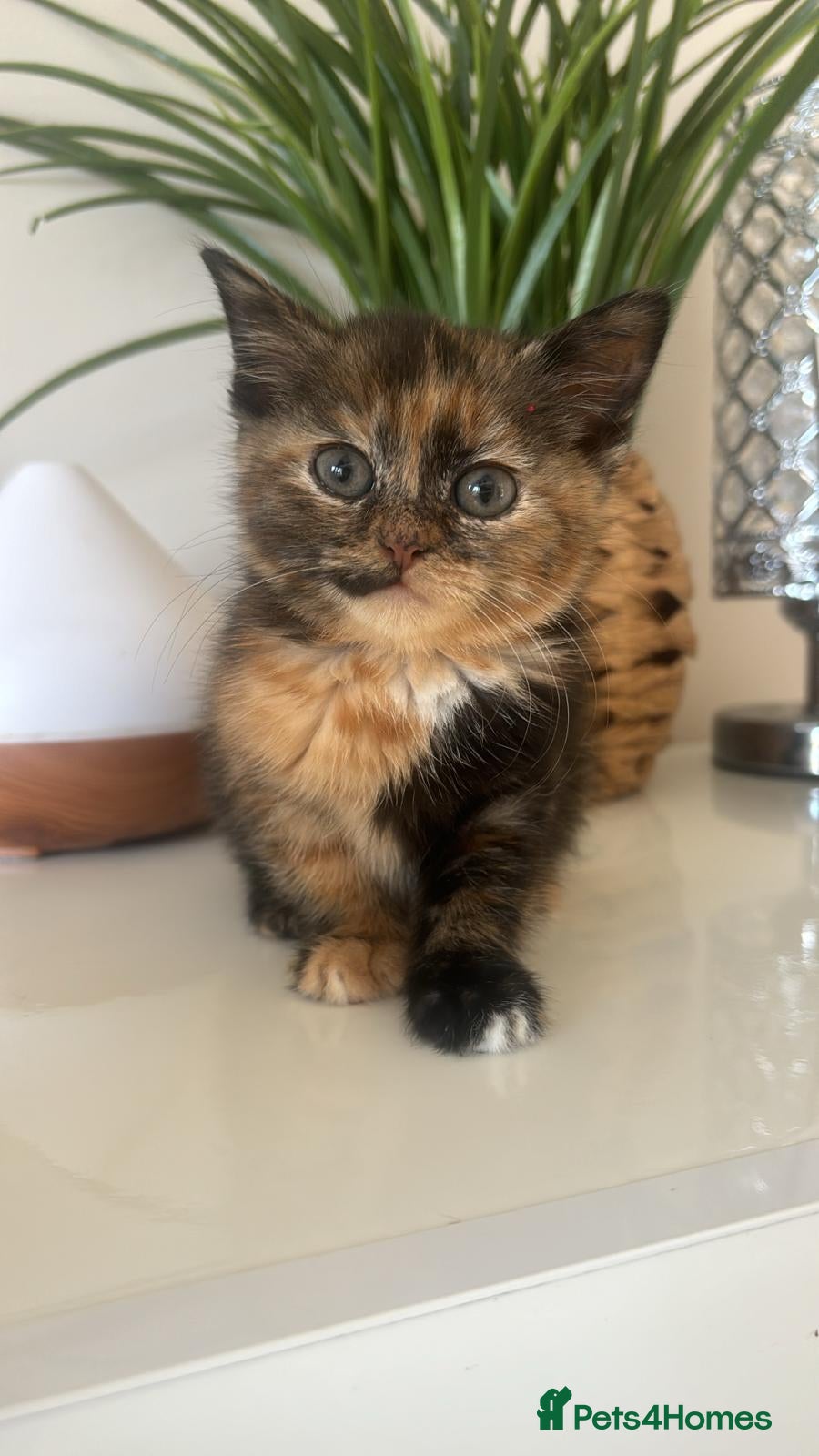 Mixed Breed cats 3 loving kittens ready to go 🌟  - Advert 1