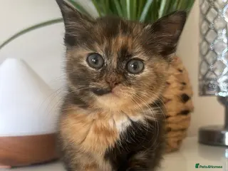 Mixed Breed cats 3 loving kittens ready to go 🌟 - Advert 1