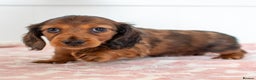 Miniature Dachshund dogs for sale:  Miniature Long-Haired Dachshund Puppies–Red Merle - Advert 14