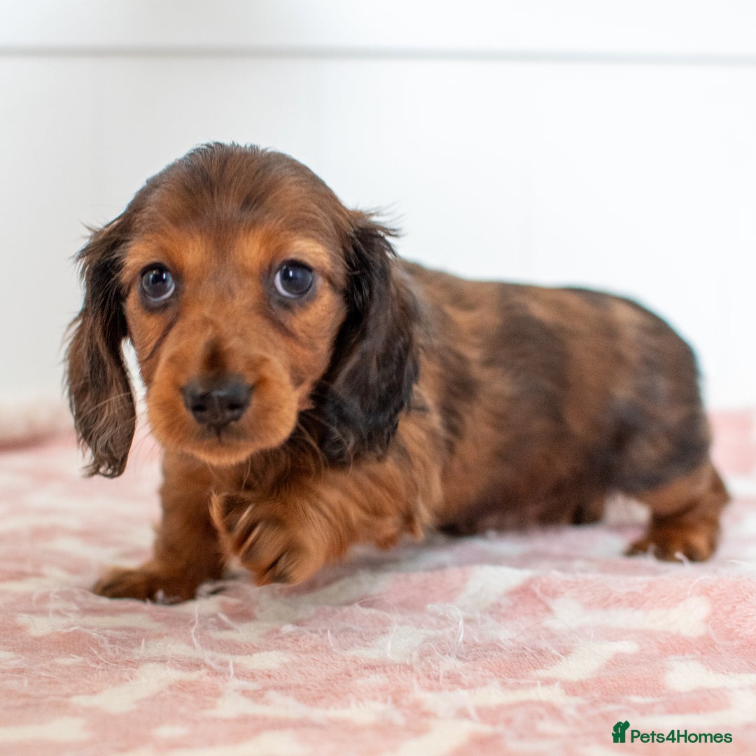 Miniature Dachshund dogs for sale:  Miniature Long-Haired Dachshund Puppies–Red Merle - Advert 14