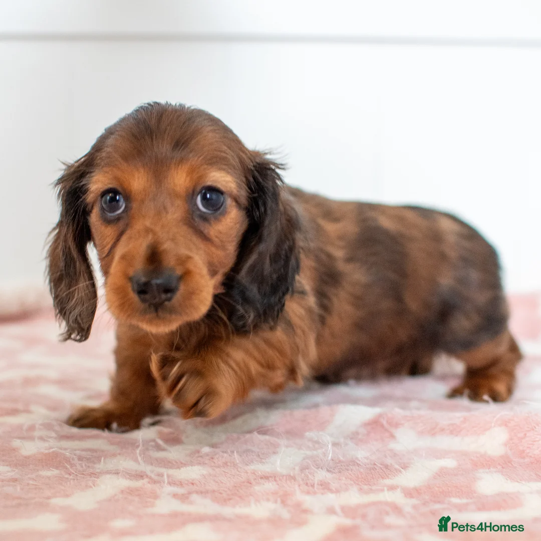 Miniature Dachshund dogs for sale:  Miniature Long-Haired Dachshund Puppies–Red Merle - Advert 28