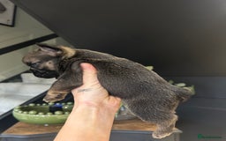 French Bulldog dogs for sale: French bulldog pups  - Advert 4