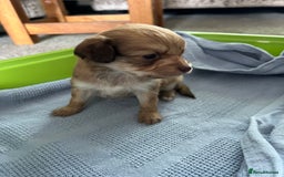 Chipoo dogs for sale: F1b Chipoo puppies - Image 9