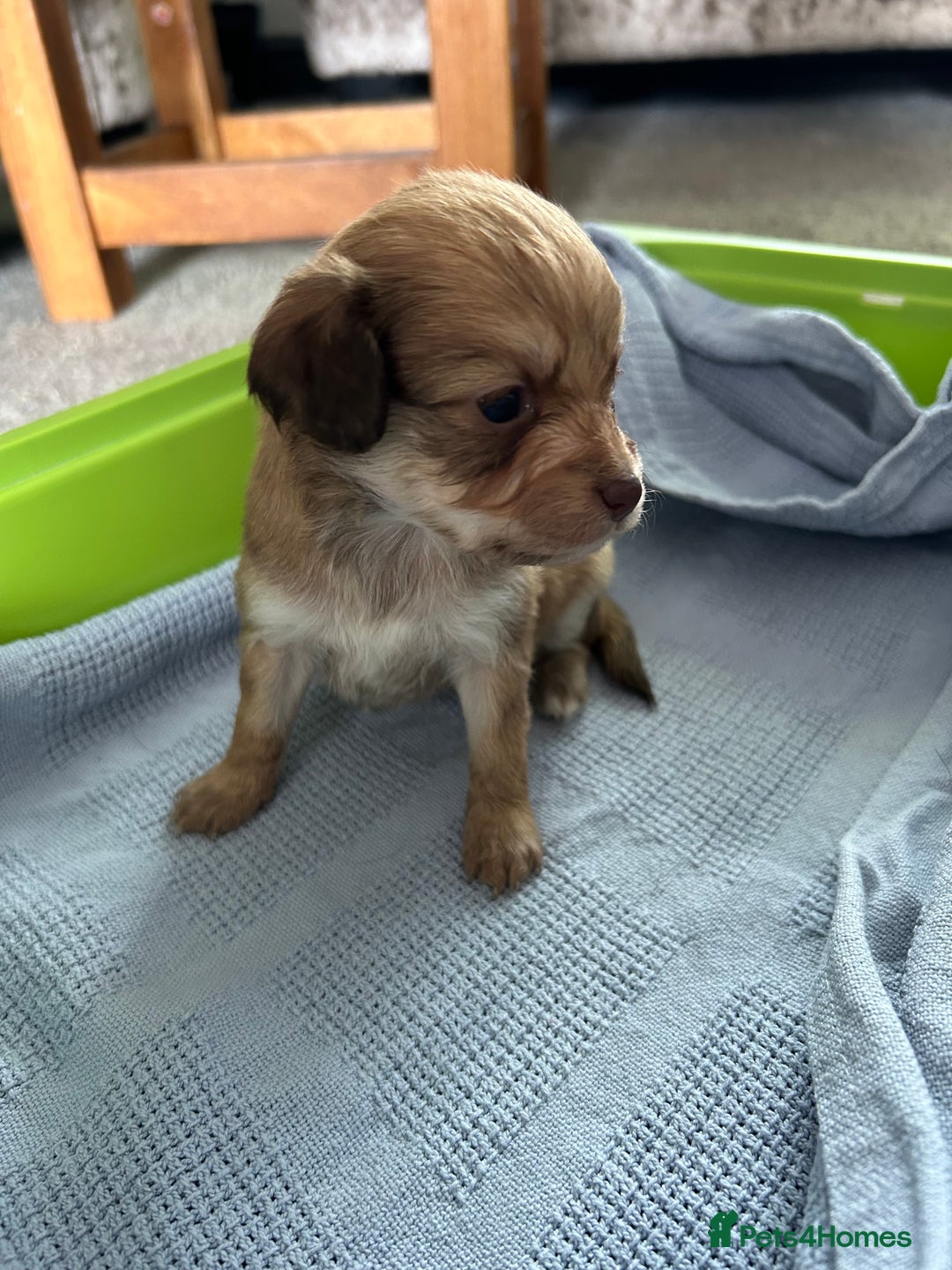 Chipoo dogs for sale: F1b Chipoo puppies - Image 9