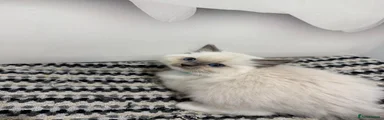 Ragdoll Kitten 2 - aqua collar