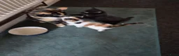 Mixed Breed cats for sale: Beautiful litter of 4 mixed sex in Ashbourne - Advert 3