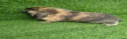 Mini Lop rabbits for sale: Purebred mini lop - Advert 4
