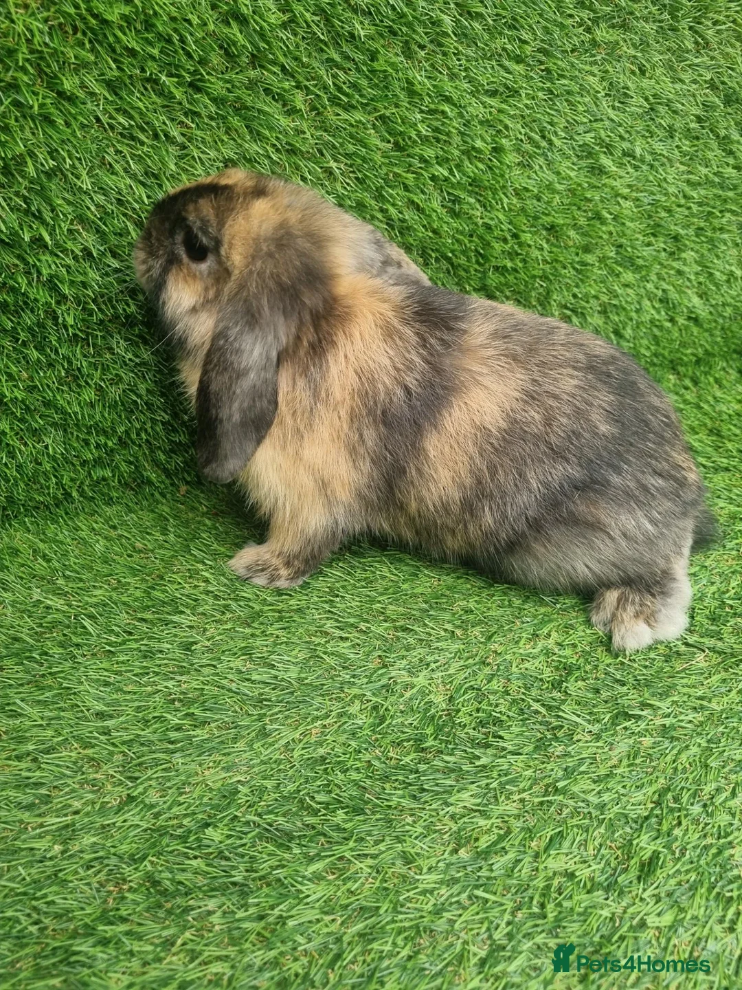 Mini Lop rabbits for sale: Purebred mini lop - Advert 4