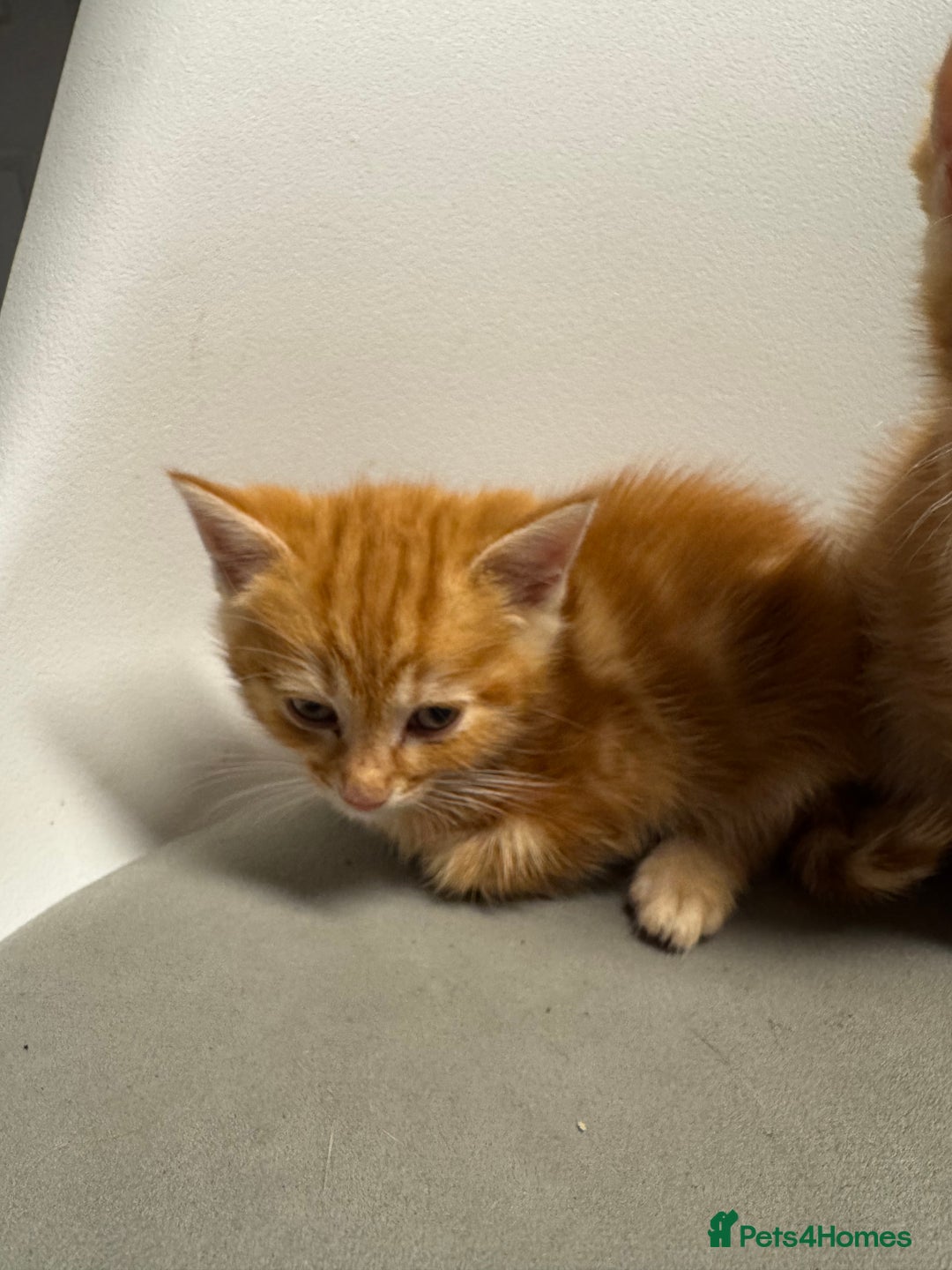 Mixed Breed cats for sale: 2 male kittens 1 female  - Image 5