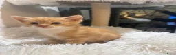 Mixed Breed cats for sale: Beautiful kittens looking for forever homes - Advert 23