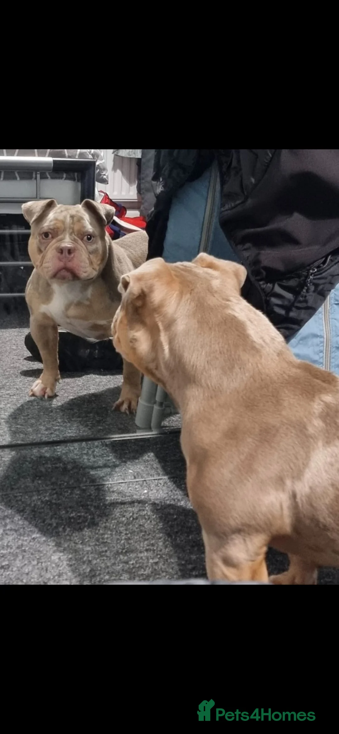 American Bully dogs for sale: American bully - Advert 7