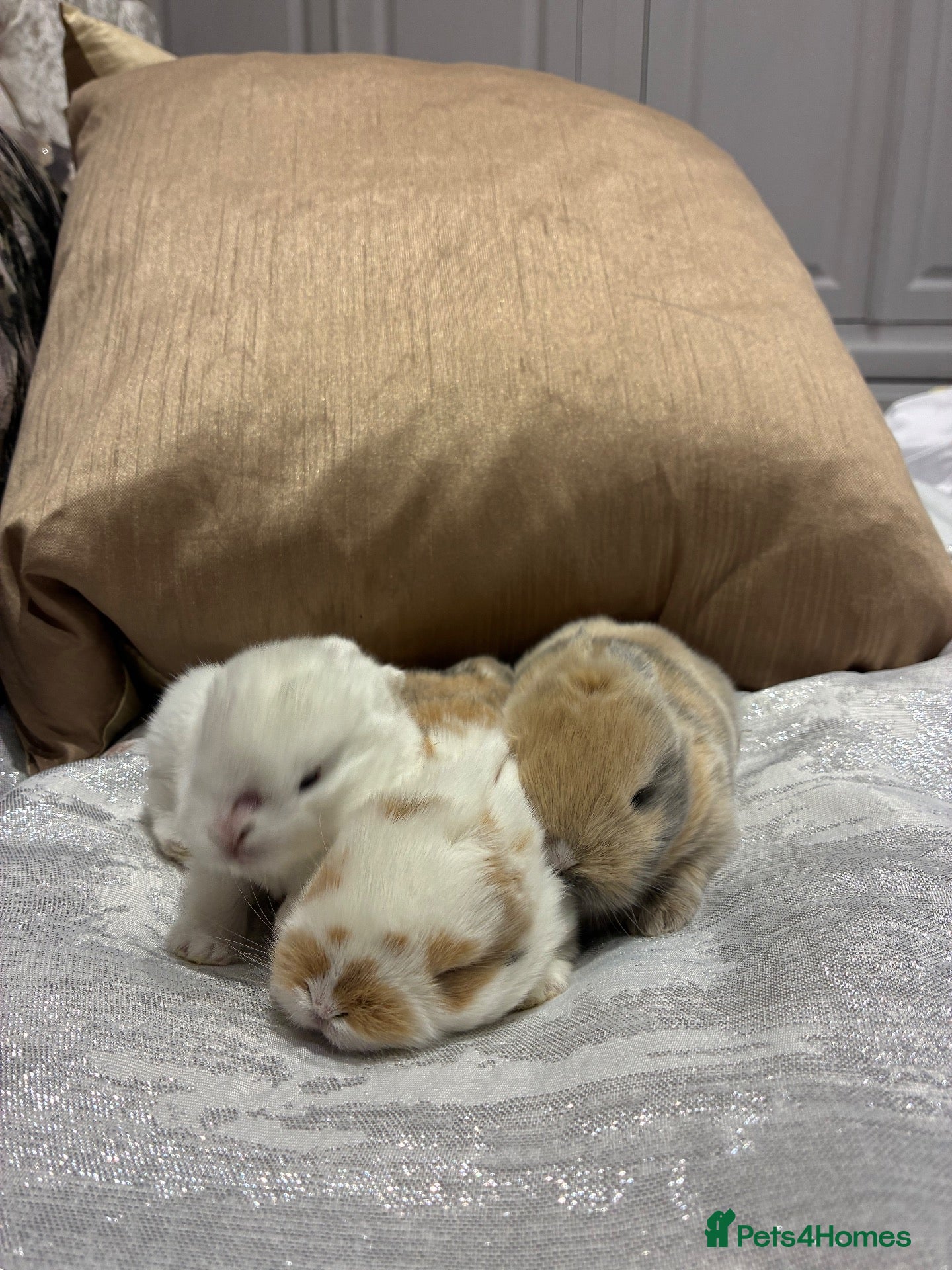 Mini Lop rabbits Cute Blue Mini Lop Babies  - Advert 1