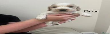 Cocker Spaniel 2