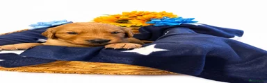 Golden Retriever Puppy 2