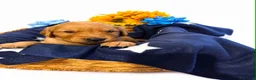 Golden Retriever dogs for sale: Beautiful girl due puppies - Advert 6