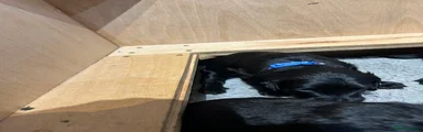 Labradoodle 3 blue collar