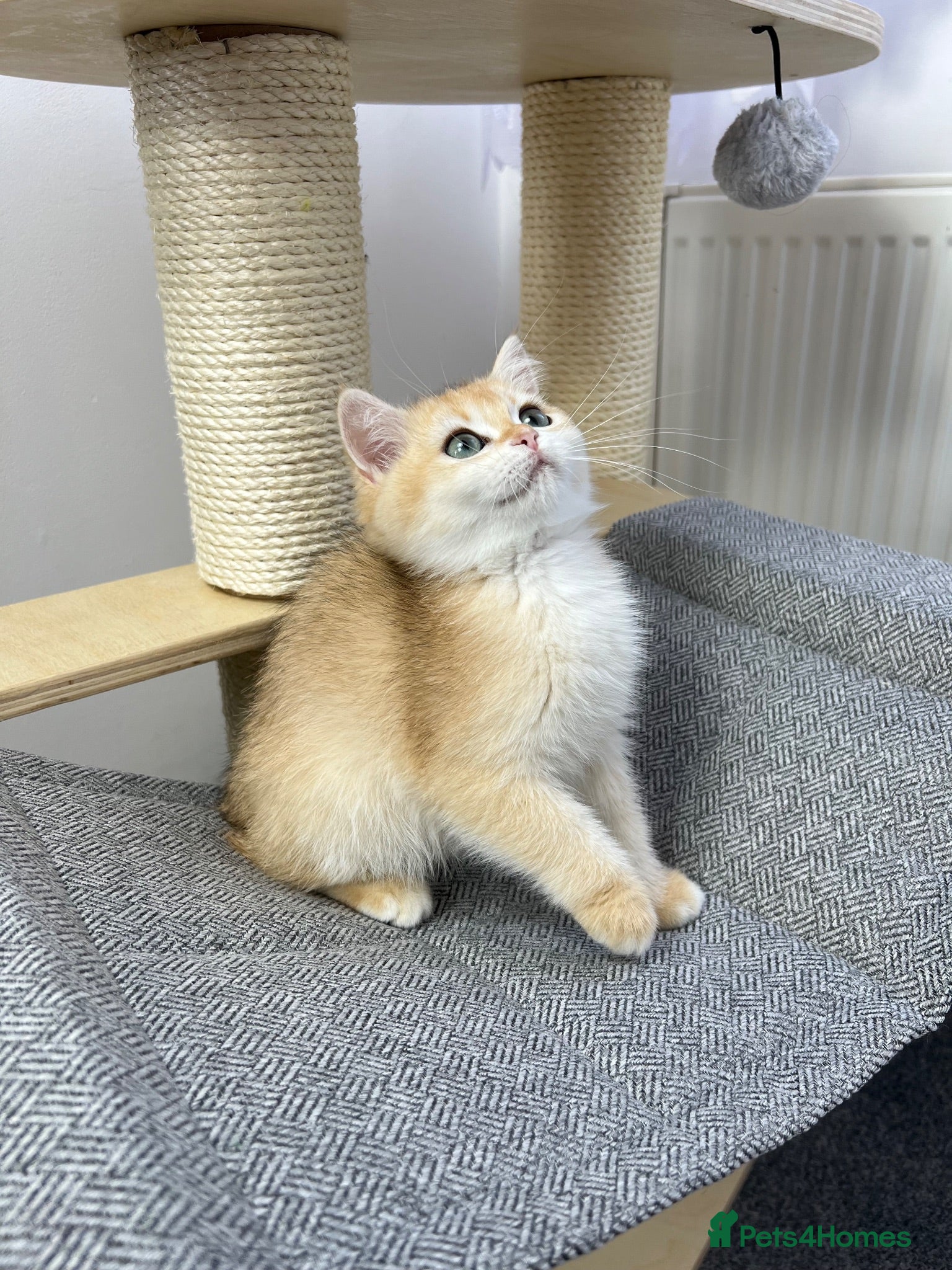 British Shorthair cats Beautiful Golden British Shorthair Kittens   - Advert 2