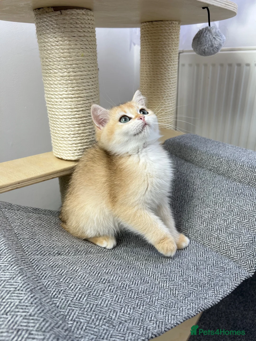 British Shorthair cats for sale: Beautiful Golden British Shorthair Kittens   - Advert 1