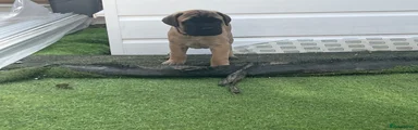 Bullmastiff Puppy 3
