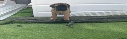 Bullmastiff dogs for sale: Beautiful litter of kc registered Bullmastiff pups - Advert 8
