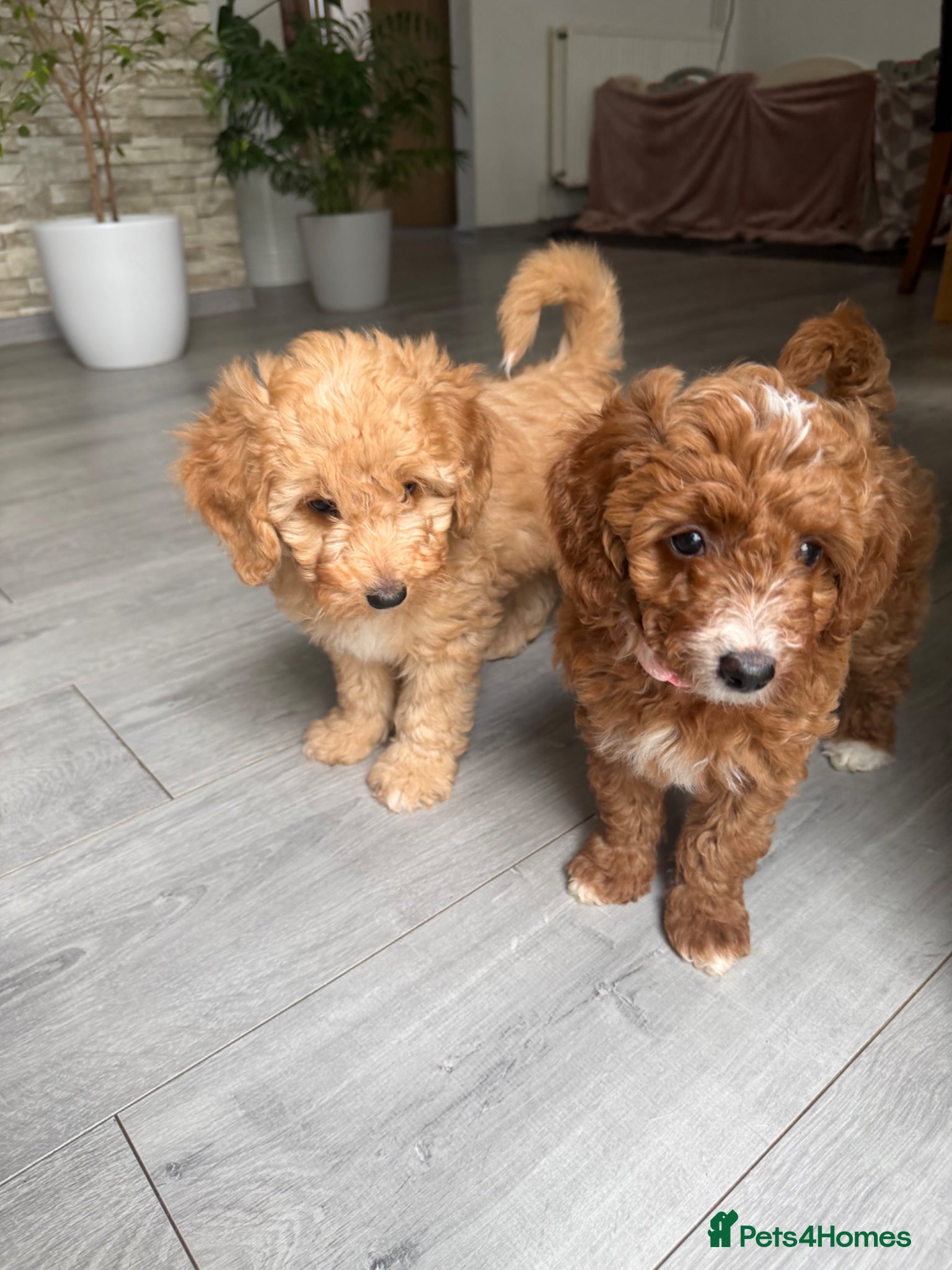 Australian Labradoodle dogs 🐶READY TO GO LAST 3 AVAILABLE🐶 - Advert 9
