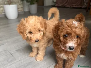 Australian Labradoodle dogs 🐶READY TO GO LAST 3 AVAILABLE🐶 - Advert 9