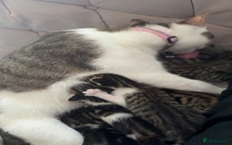 Mixed Breed cats for sale: 6 kittens not ready till 14th August  - Image 32