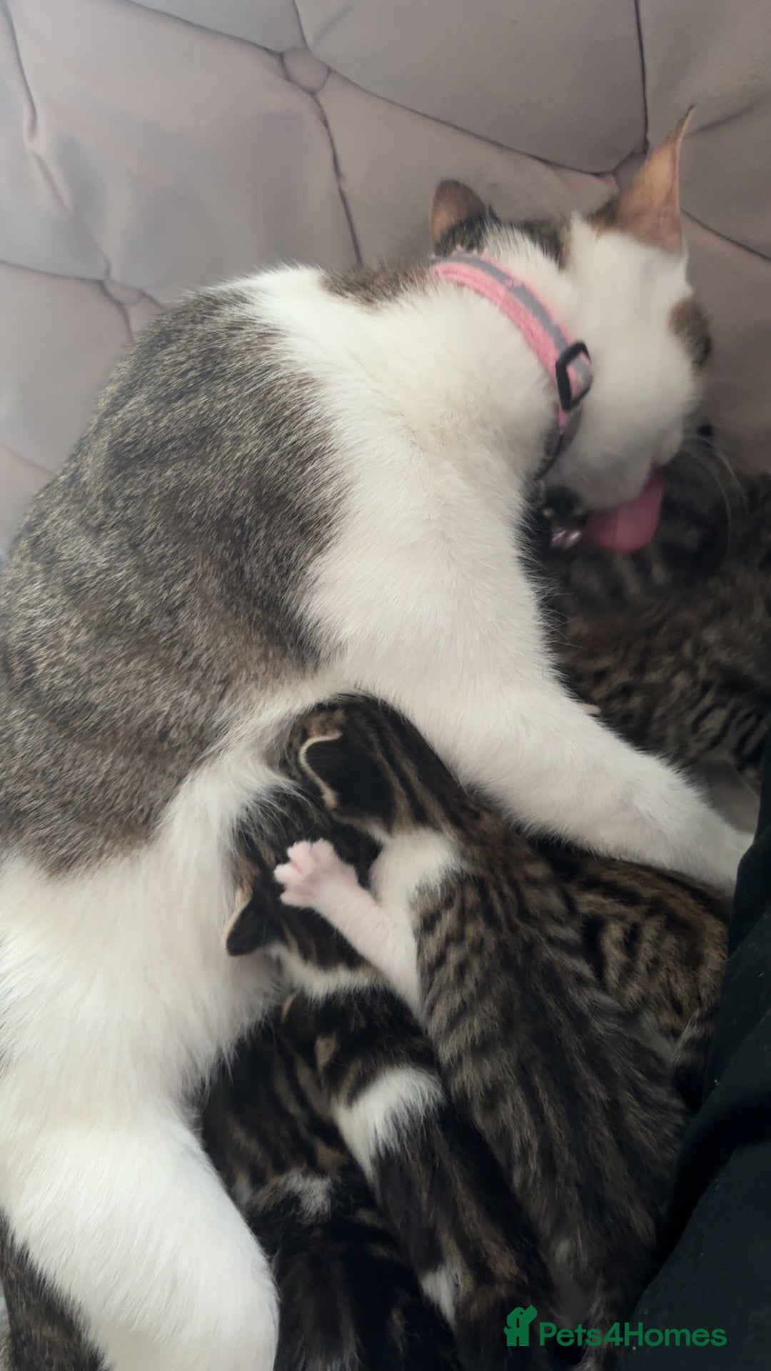 Mixed Breed cats for sale: 6 kittens not ready till 14th August  - Image 32