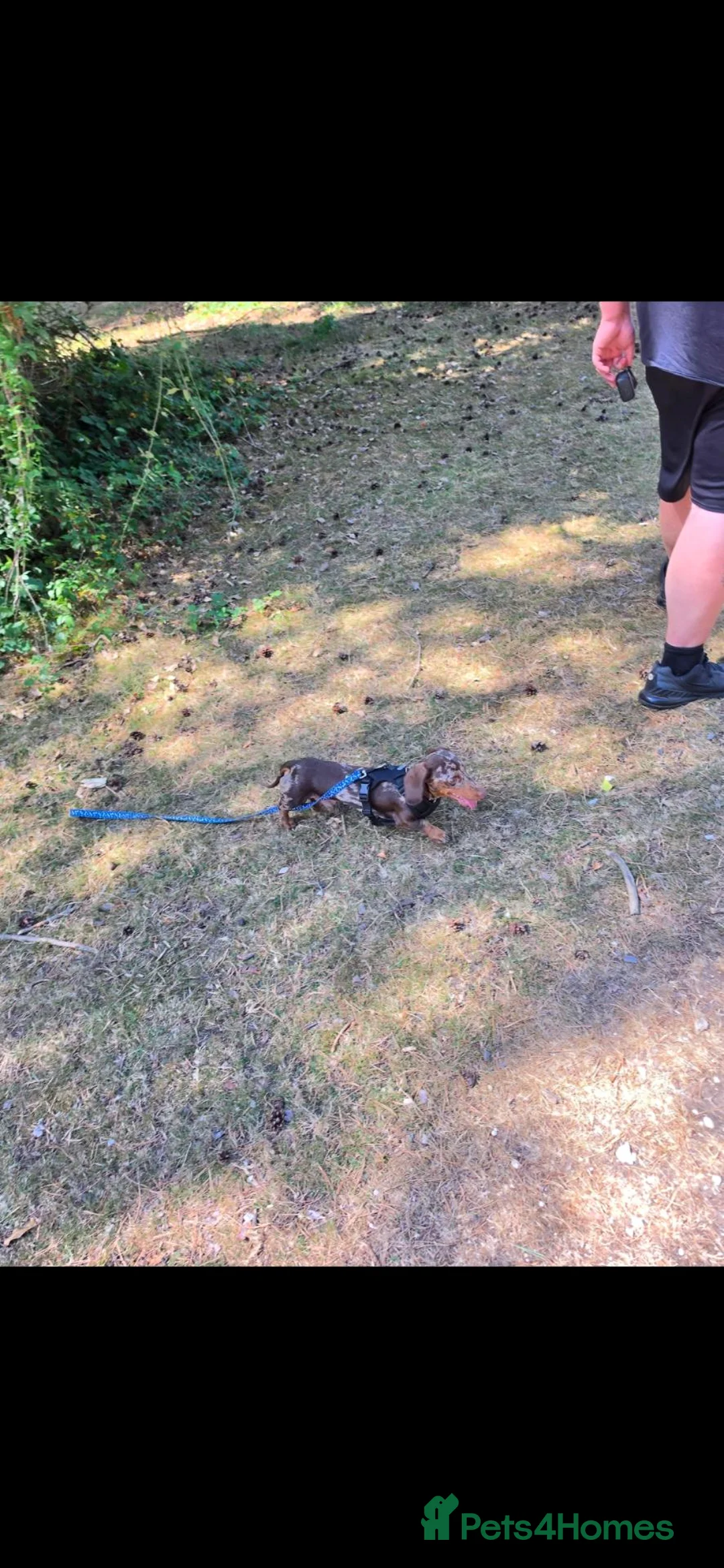 Miniature Dachshund dogs for sale: Loving home needed for sid  - Advert 4