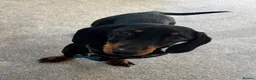 Miniature Dachshund dogs for sale: Miniature dachshund  - Advert 4