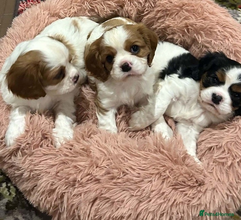 Cavalier King Charles Spaniel dogs Family Raised Blenheim, Tricolour Cavalier Puppies - Advert 3