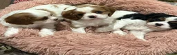 Cavalier King Charles Spaniel dogs for sale: Family Raised Blenheim, Tricolour Cavalier Puppies - Advert 2