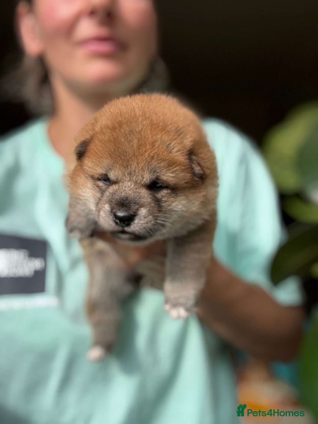 Japanese Shiba Inu dogs for sale: KC reg Japanese Shiba Inu puppies  - Image 9