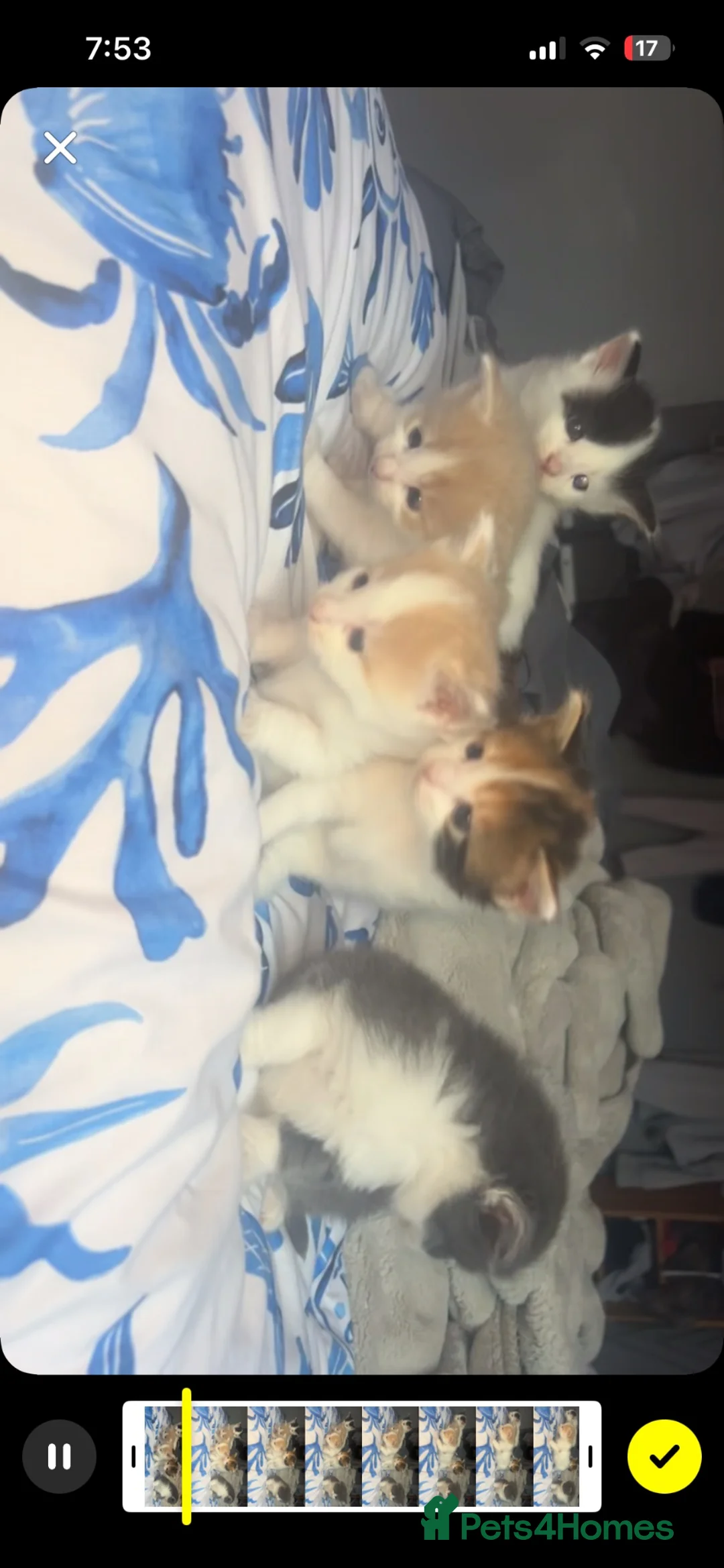Mixed Breed cats for sale: Kittens  - Advert 2