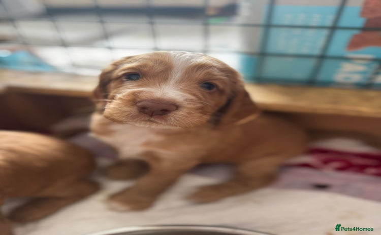 Cocker Spaniel dogs - Advert 13