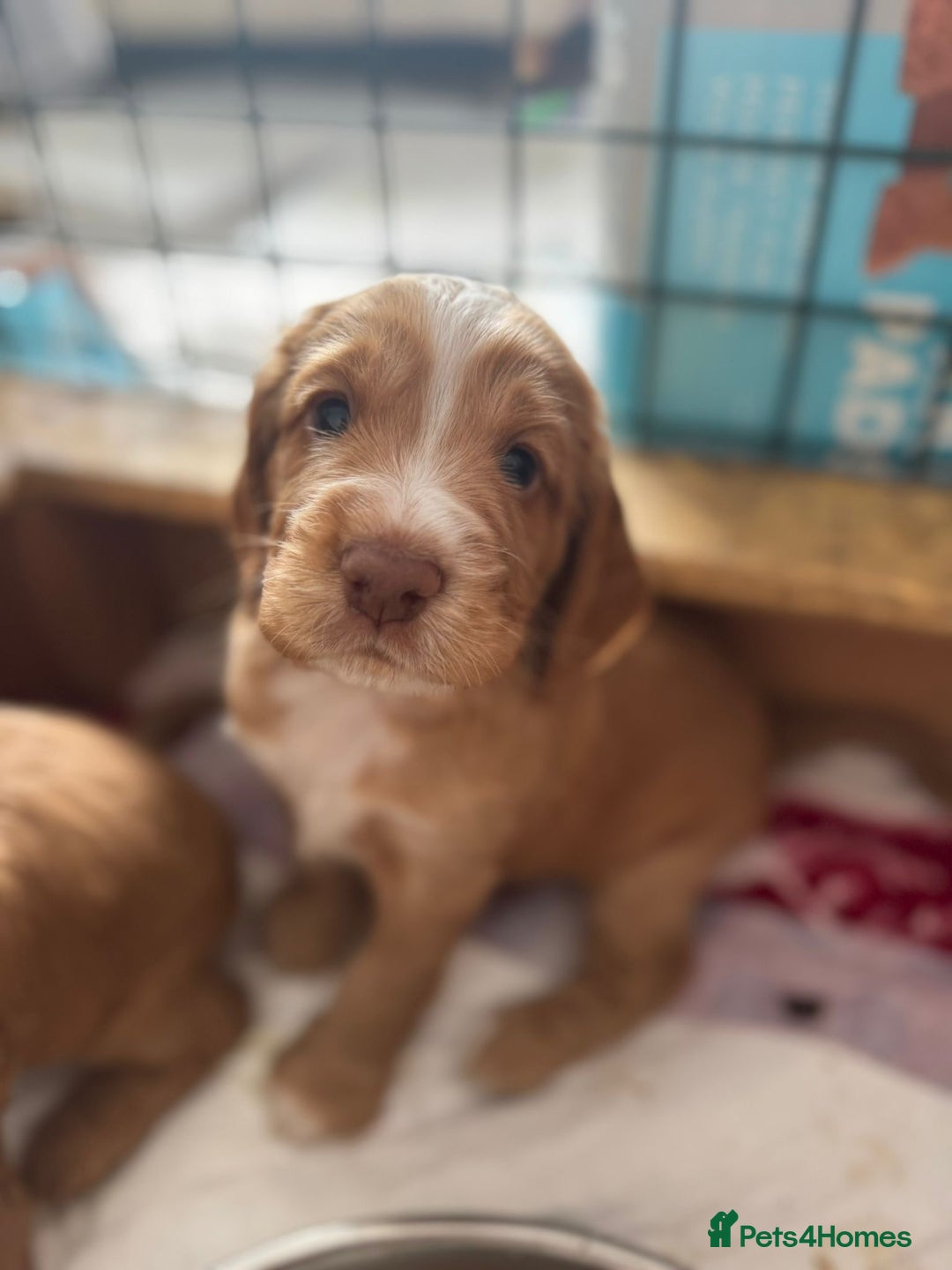 Cocker Spaniel dogs for sale: Beautiful cocker spaniels  - Image 1
