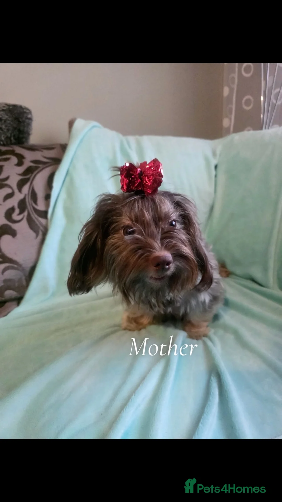 Yorkshire Terrier dogs for sale: Beautiful Yorkshire terrier puppies for sale - Advert 26