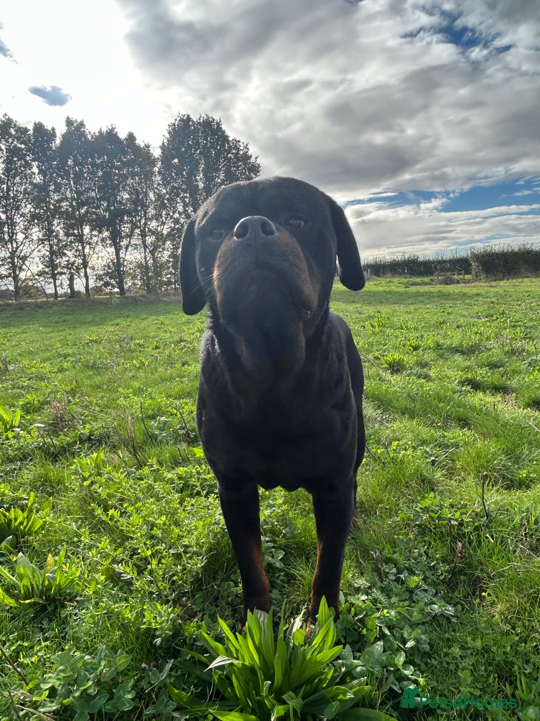 Rottweiler dogs for stud: KC registered STUD ONLY - Advert 3