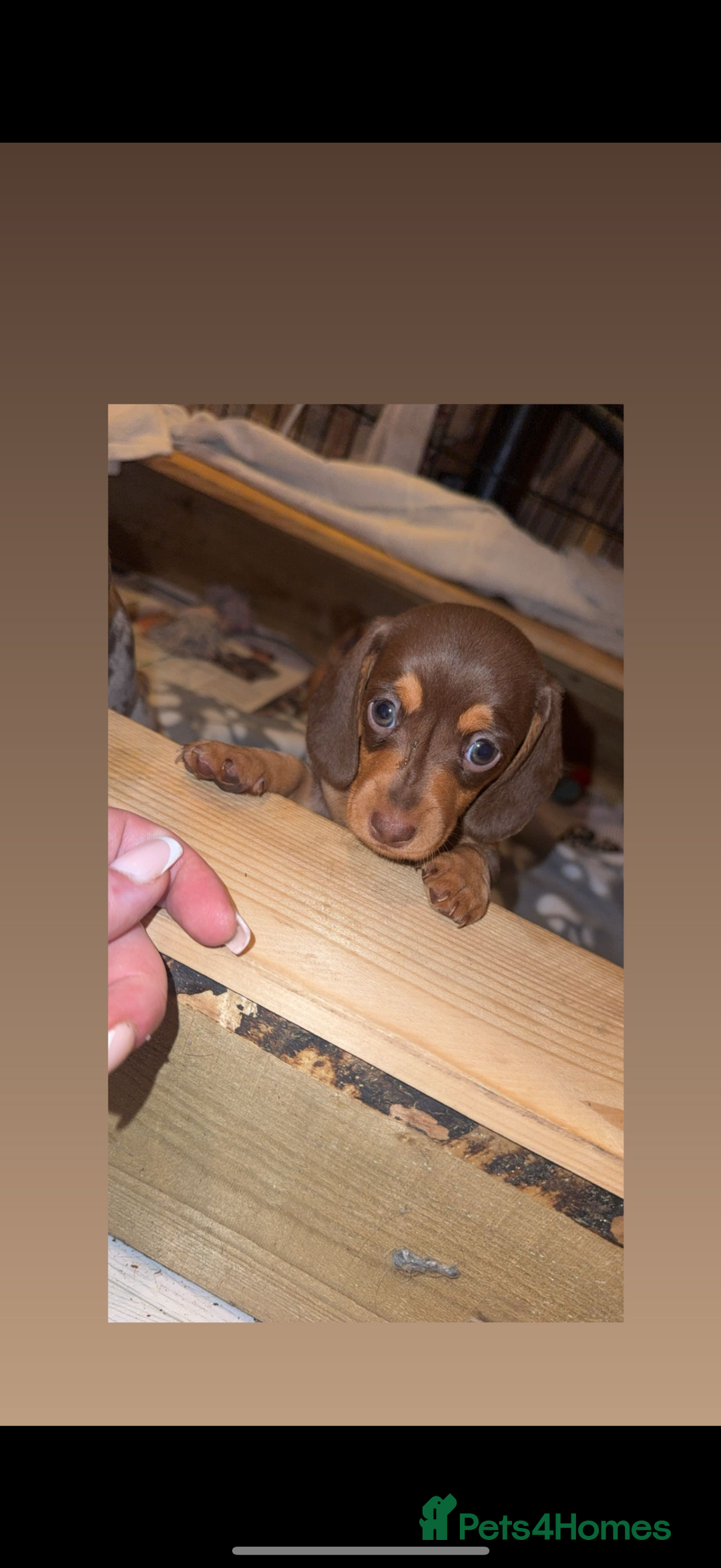 Miniature Dachshund dogs for sale: 2 Miniture dachshunds for sale  - Advert 6