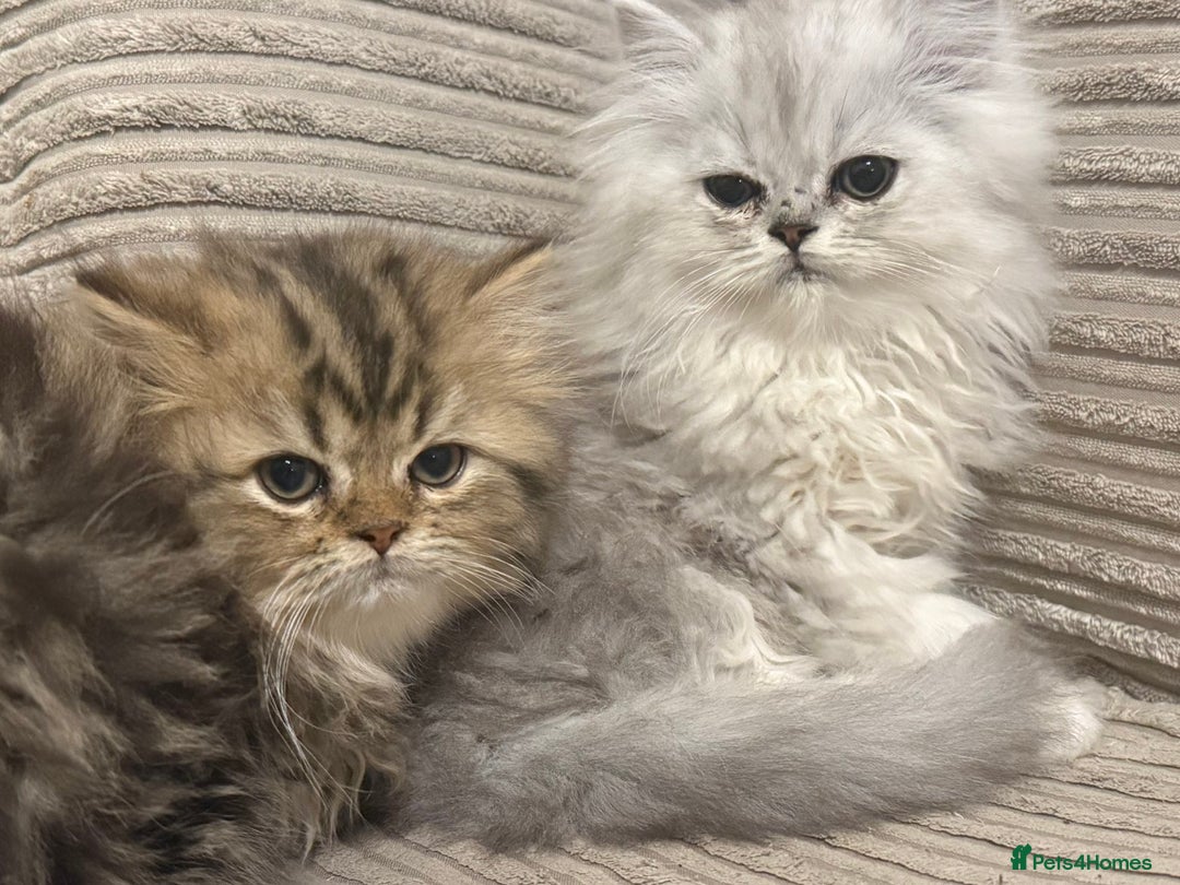 Persian cats for sale: Persian Babies ready to go - Advert 10