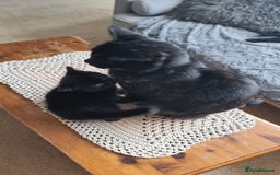 Mixed Breed cats for sale: Phoenix, Cloudy and Rose  - Image 2