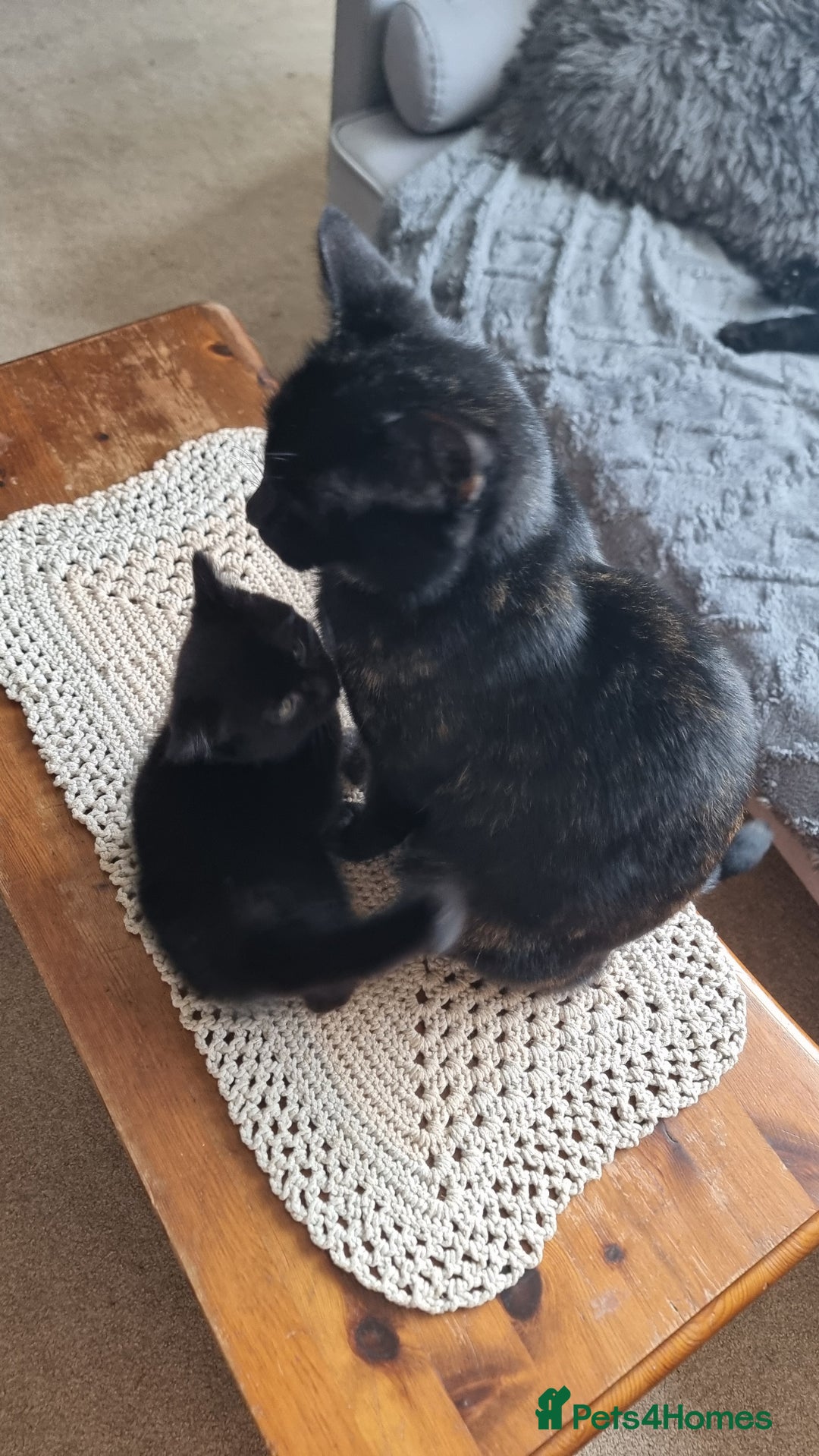 Mixed Breed cats for sale: Phoenix, Cloudy and Rose  - Image 2